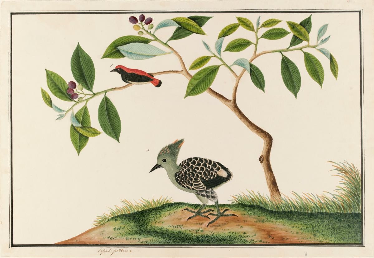 Malaysian Peacock-pheasant and Grey and Buff Woodpecker, William Farquhar Collection of Natural History Drawings