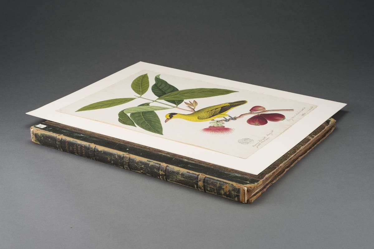Black-naped Oriole, William Farquhar Collection of Natural History Drawings