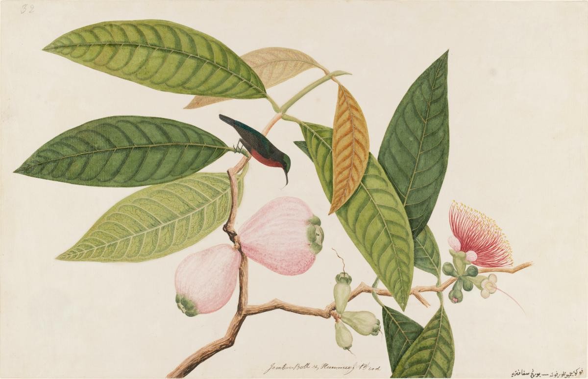 Malay Apple and Purple-throated Sunbird, William Farquhar Collection of Natural History Drawings