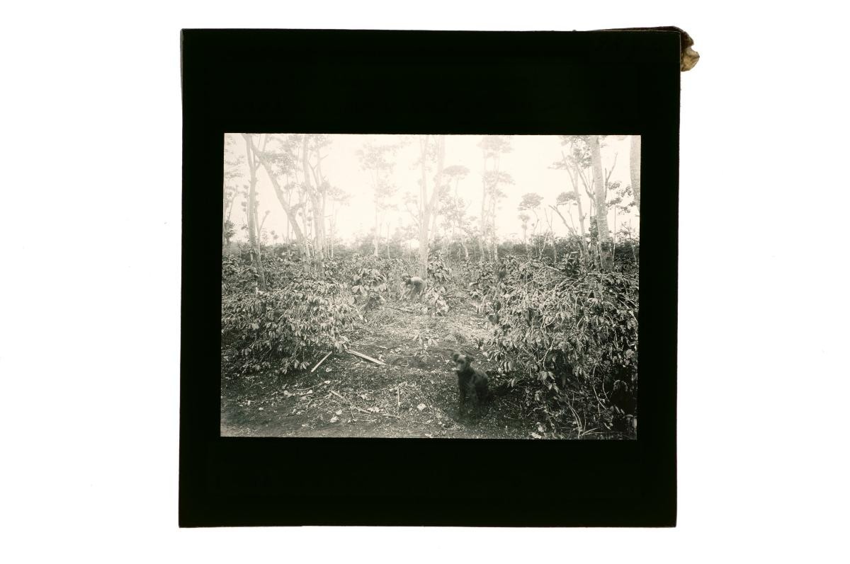 A glass lantern slide depicting two agricultural workers