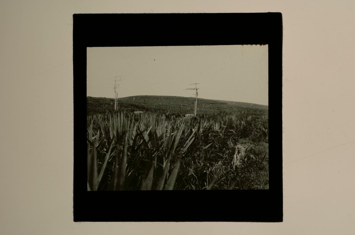 A glass lantern slide depicting an agricultural landscape