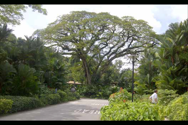 the singapore botanic gardens a living and growing heritage 10
