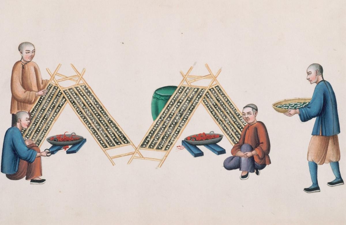 Rearing Cocoons