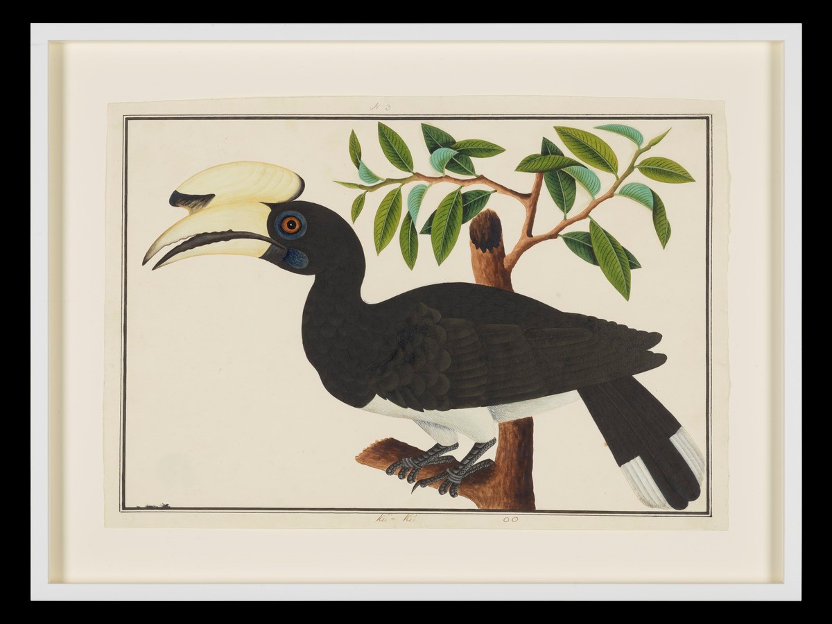 Oriental Pied Hornbill, William Farquhar Collection of Natural History Drawings