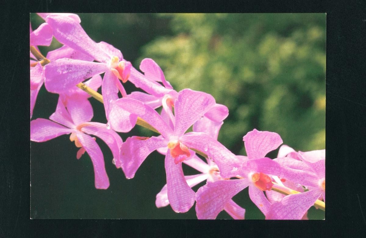 Hybrid orchids