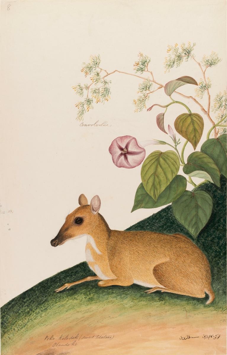 'Convolvolus' or 'Poko Keledik' or 'Plando Ko', William Farquhar Collection of Natural History Drawings