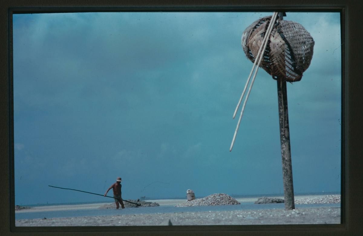Photo negative of ‘Harvesting Seashells’