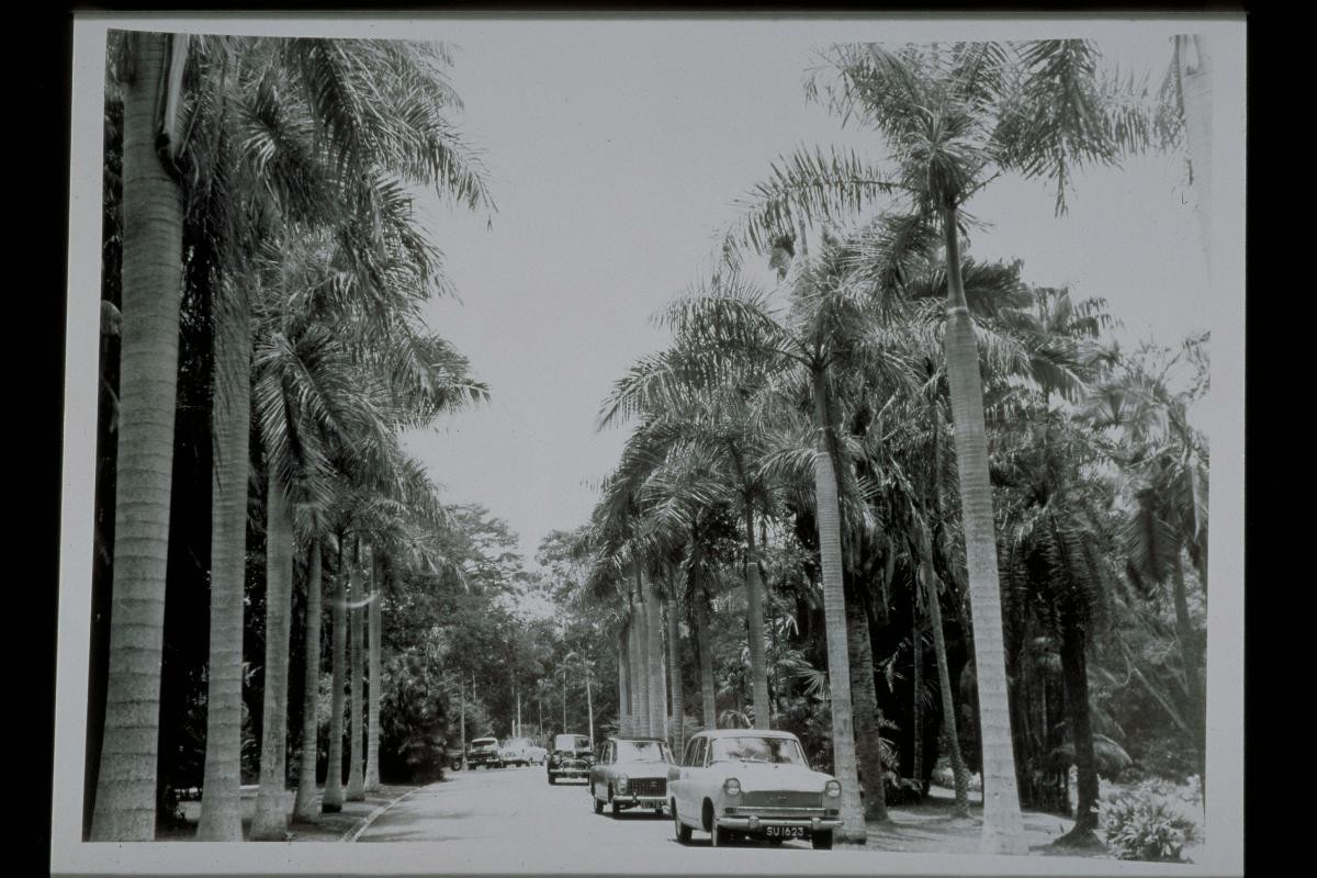 Rows of palm trees at the Singapore Botanic Gardens