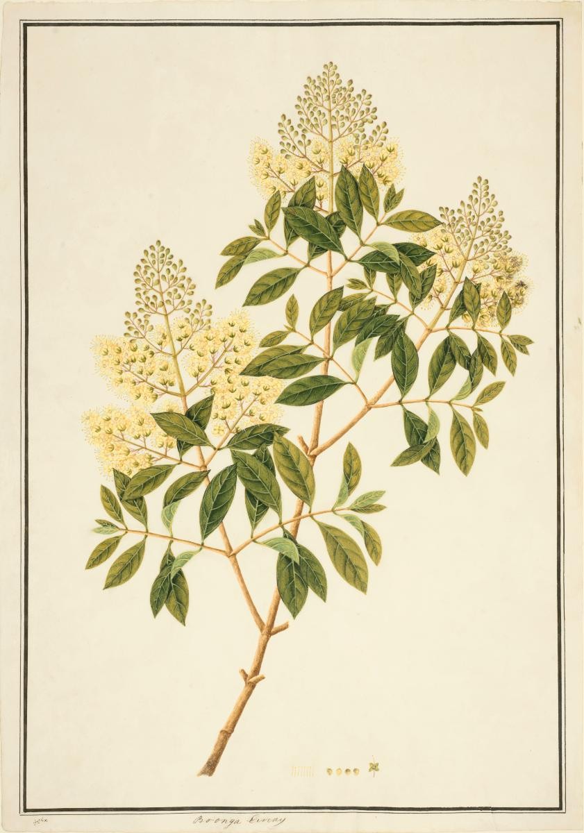 Henna, William Farquhar Collection of Natural History Drawings