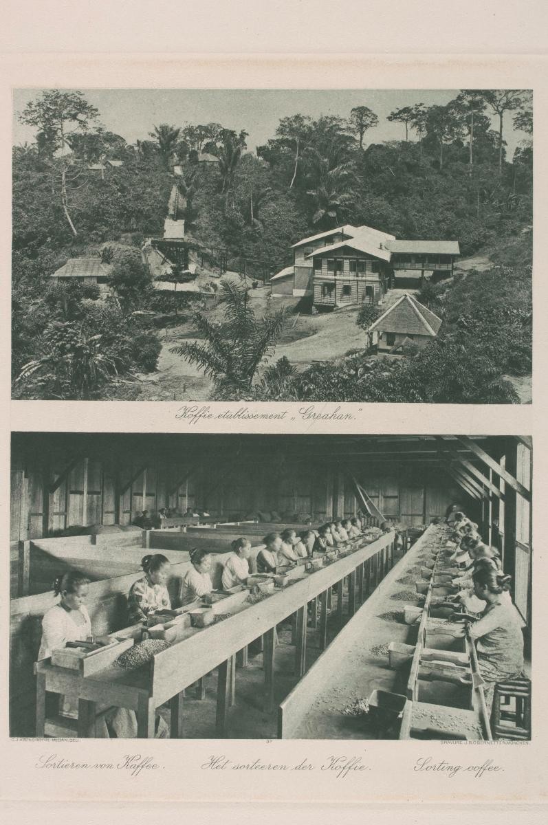 Above: Coffee establishment, GreahanBelow: Sorting coffee