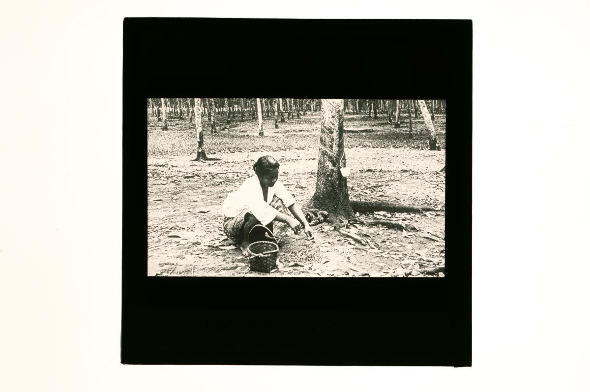 A glass lantern slide depicting a female plantation worker