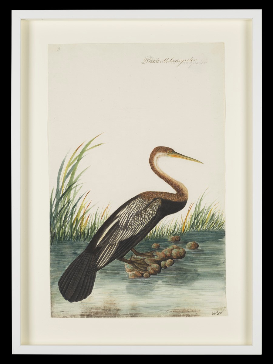 Oriental Darter, William Farquhar Collection of Natural History Drawings