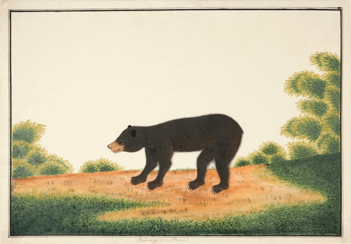 Malayan Sun Bear, William Farquhar Collection of Natural History Drawings