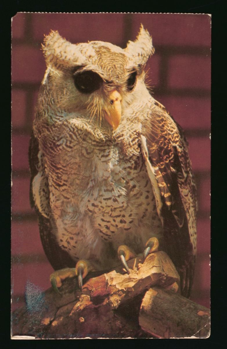 A Horned Owl at the Jurong Bird Park