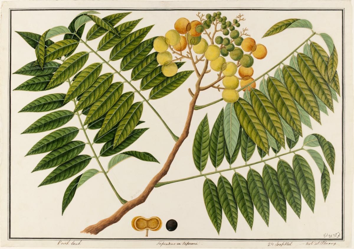 Soap-Nut Fruit, William Farquhar Collection of Natural History Drawings