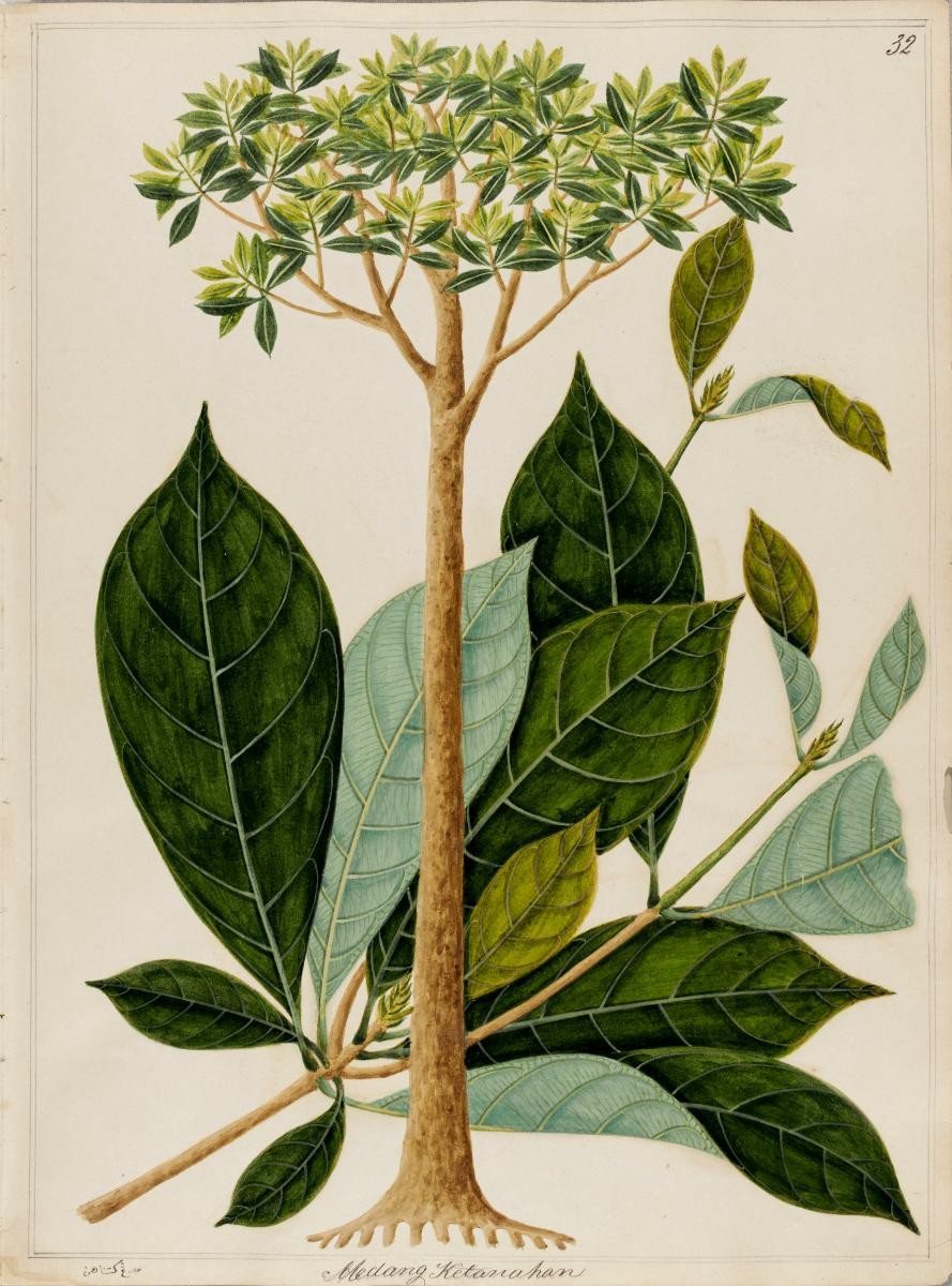'Medang Ketanahan', William Farquhar Collection of Natural History Drawings
