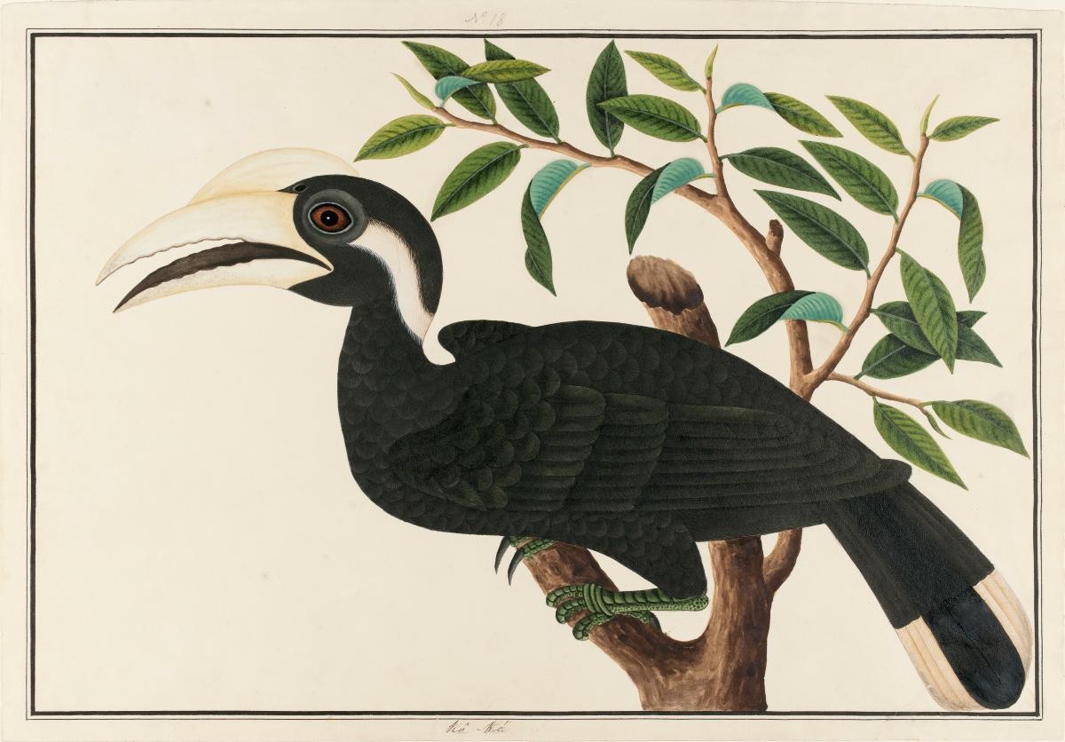 Black Hornbill, William Farquhar Collection of Natural History Drawings