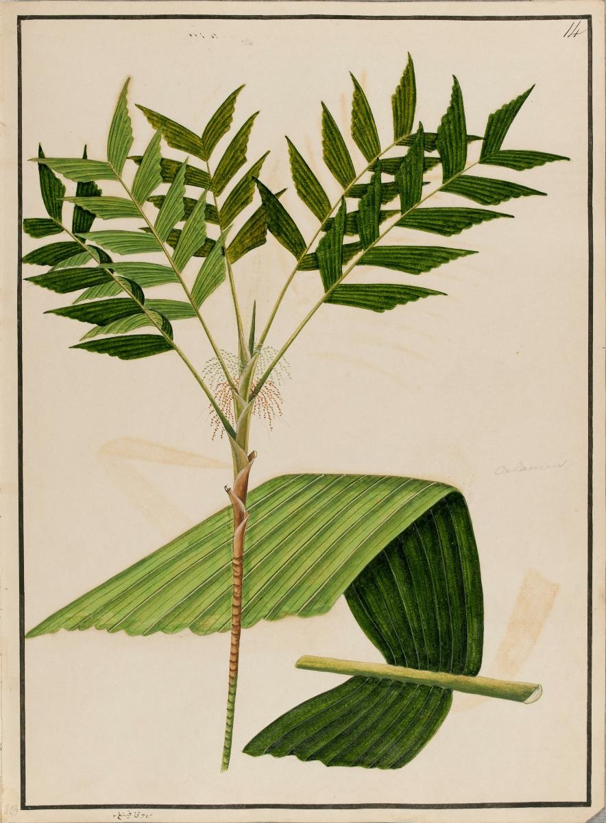 Calamus, Rotan Pinang-Pinang, William Farquhar Collection of Natural History Drawings