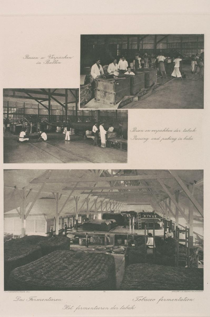 Views of workers pressing and packing tobacco, and the process of tobacco fermentation by C.J. Kleingrothe