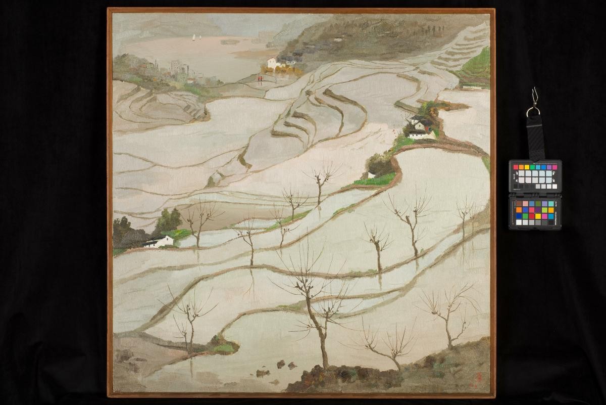 Rice Paddies (II)