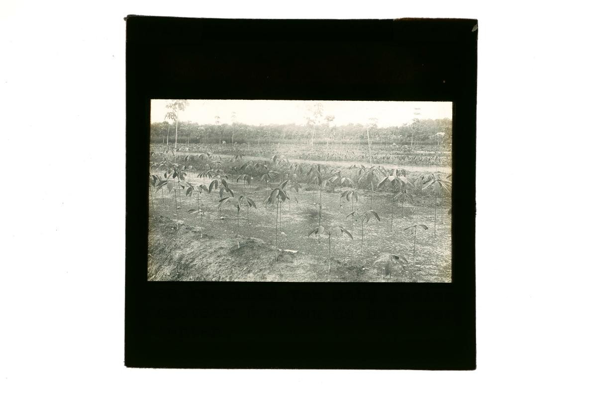 A glass lantern slide depicting a view of a plantation