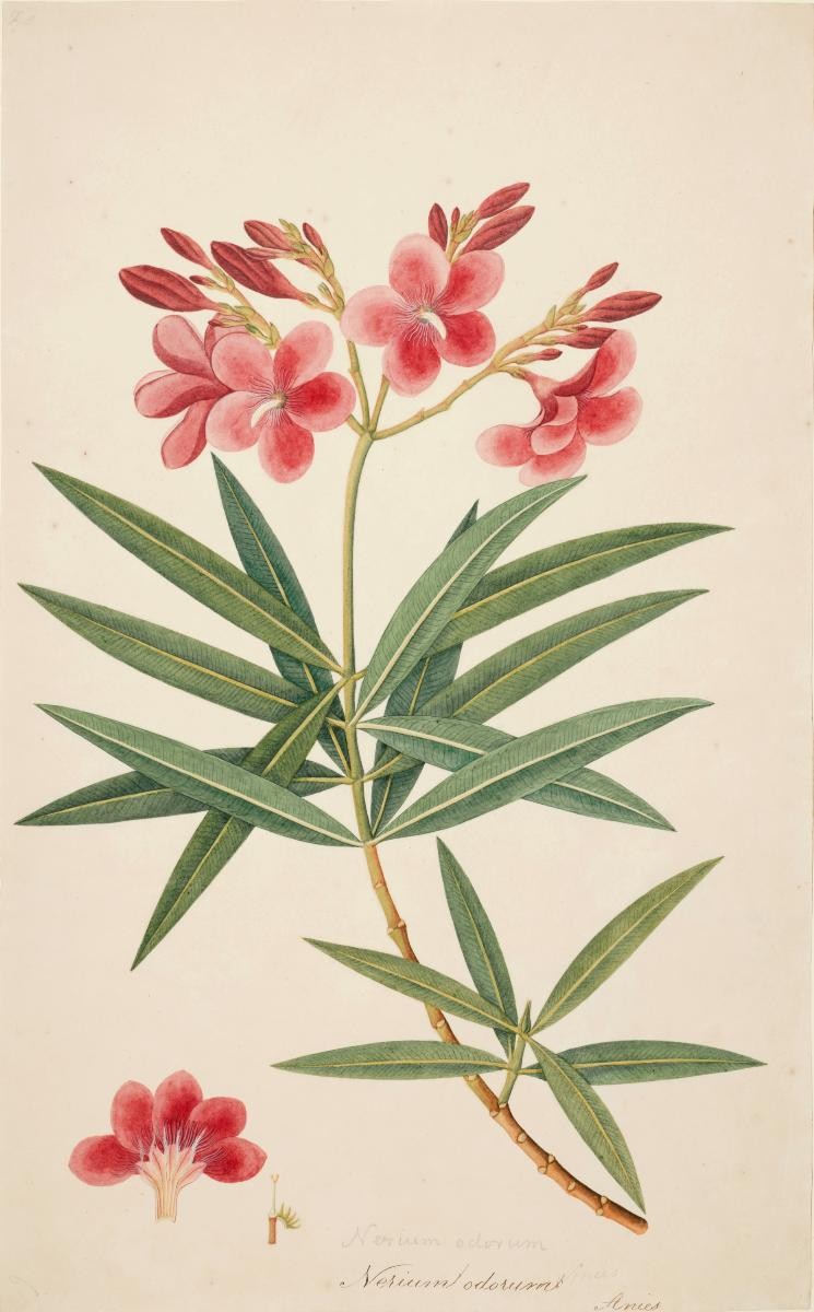 Oleander, William Farquhar Collection of Natural History Drawings