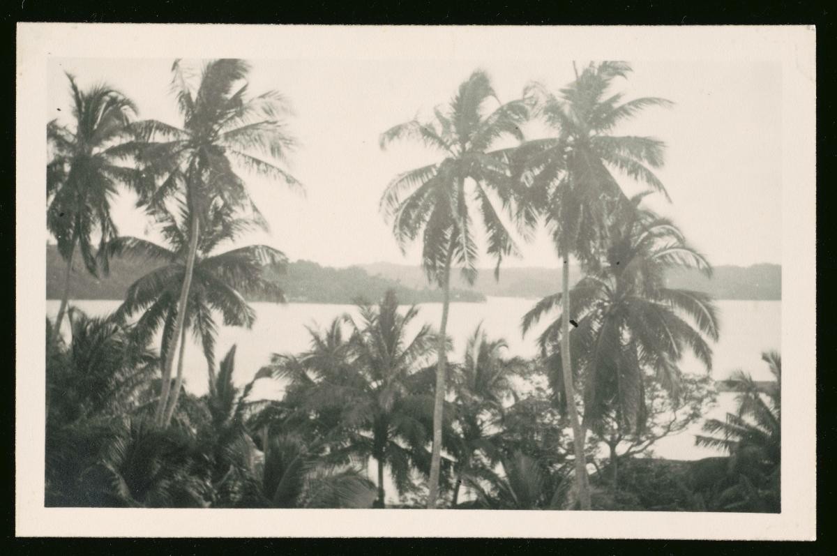 Coconut trees along the coastline