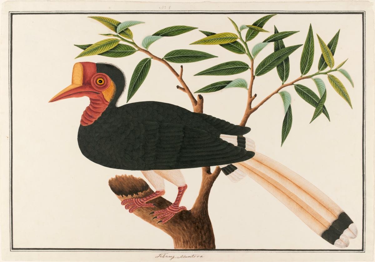Rhinoceros Hornbill, William Farquhar Collection of Natural History Drawings
