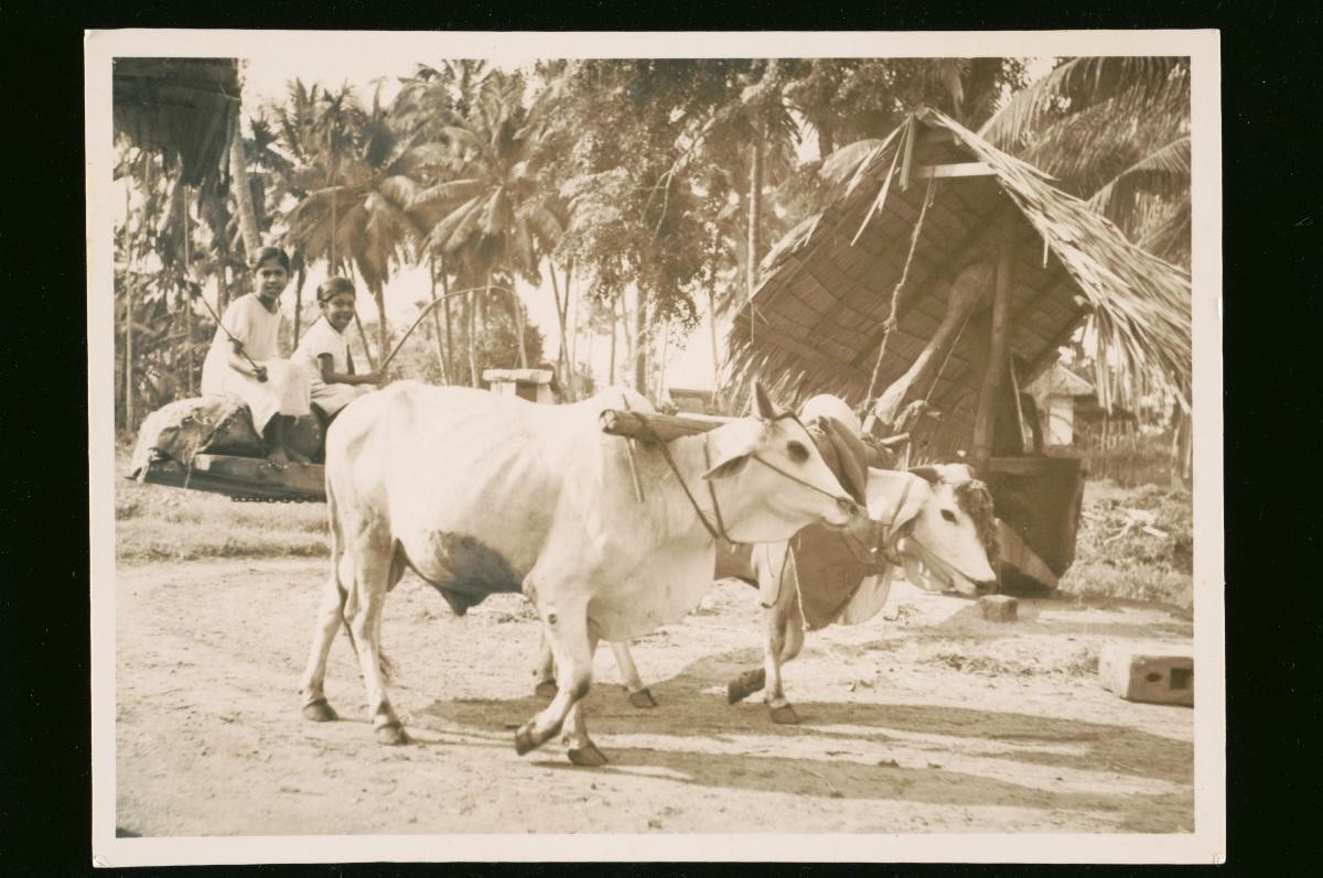 Indian girls driving a bullock cart