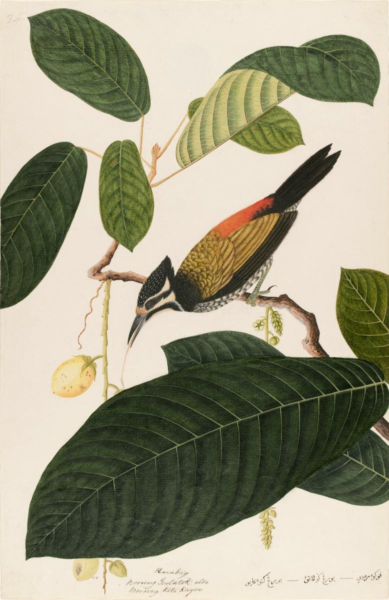 Three-toed or Common Goldenback Woodpecker, William Farquhar Collection of Natural History Drawings