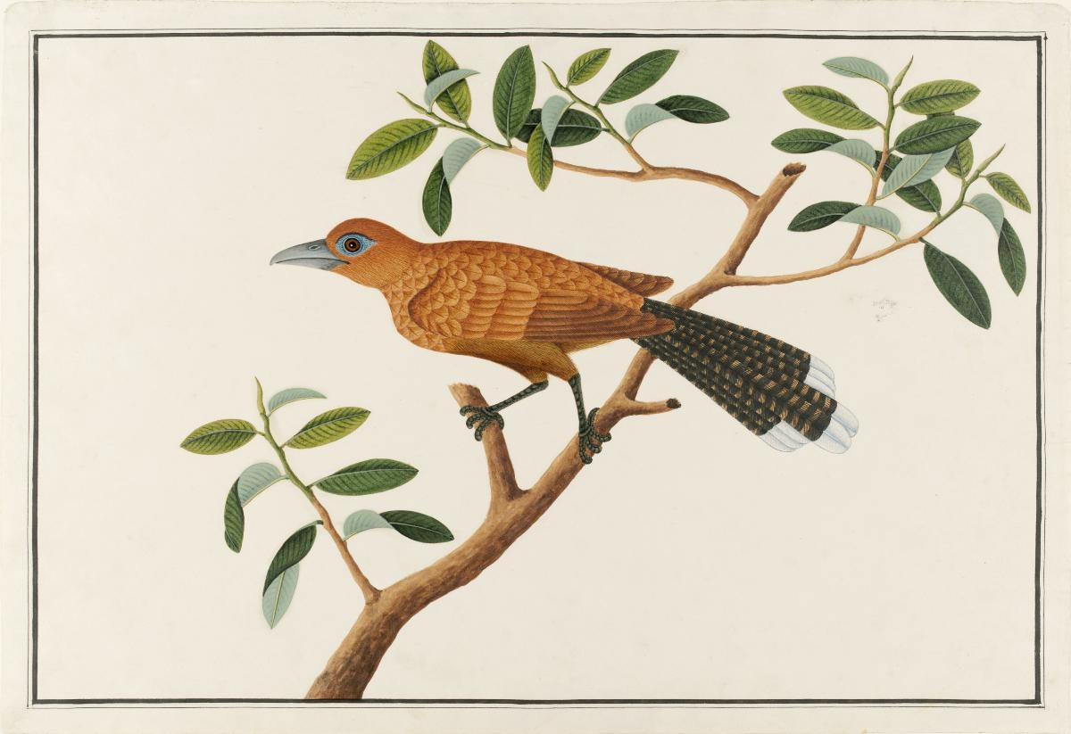 Raffles's Malkoha, William Farquhar Collection of Natural History Drawings