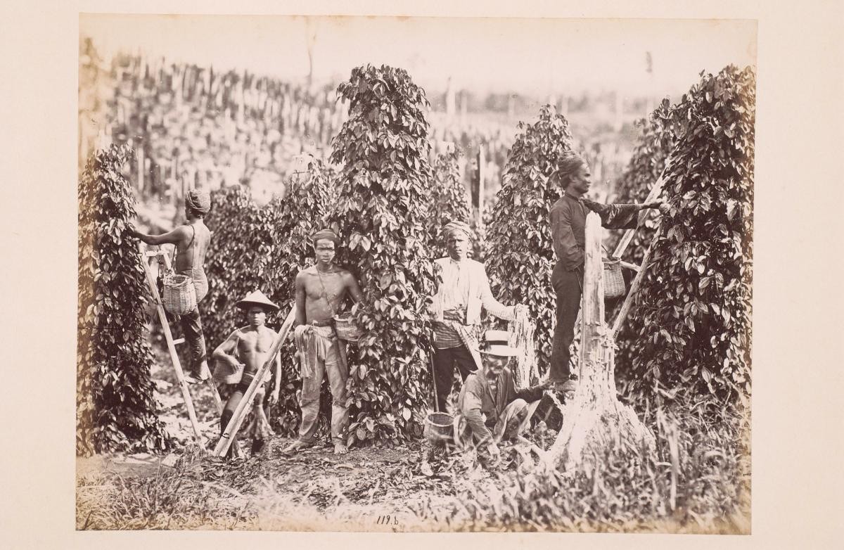 Workers on a pepper plant