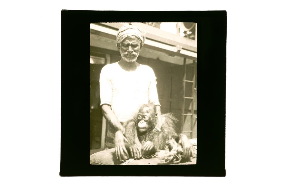 A glass lantern slide depicting a man with an orang-utan