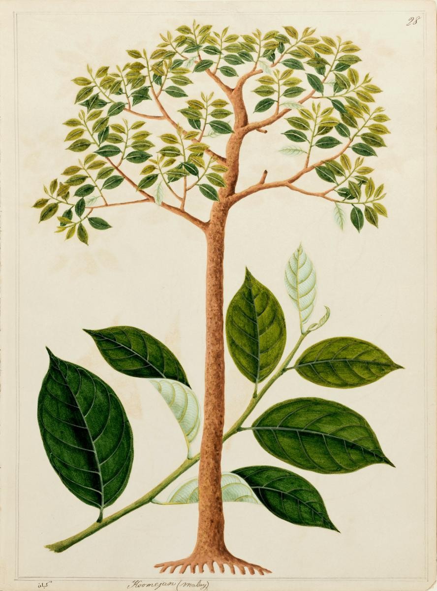 'Koomejan' or 'Kemenyan' or 'Kemenian', William Farquhar Collection of Natural History Drawings
