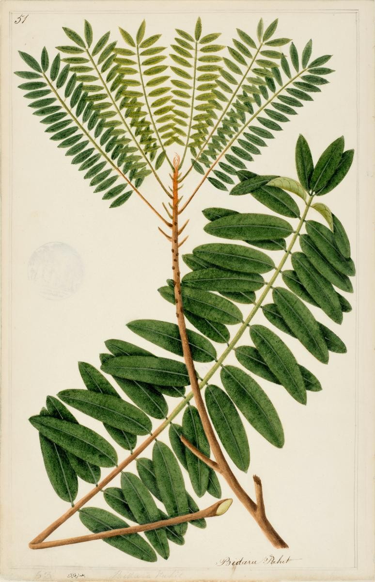 'Tongkat Ali', William Farquhar Collection of Natural History Drawings