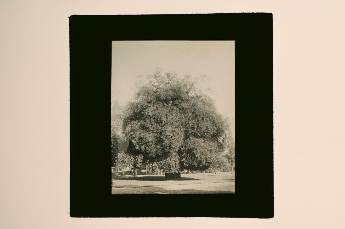A glass lantern slide depicting a garden