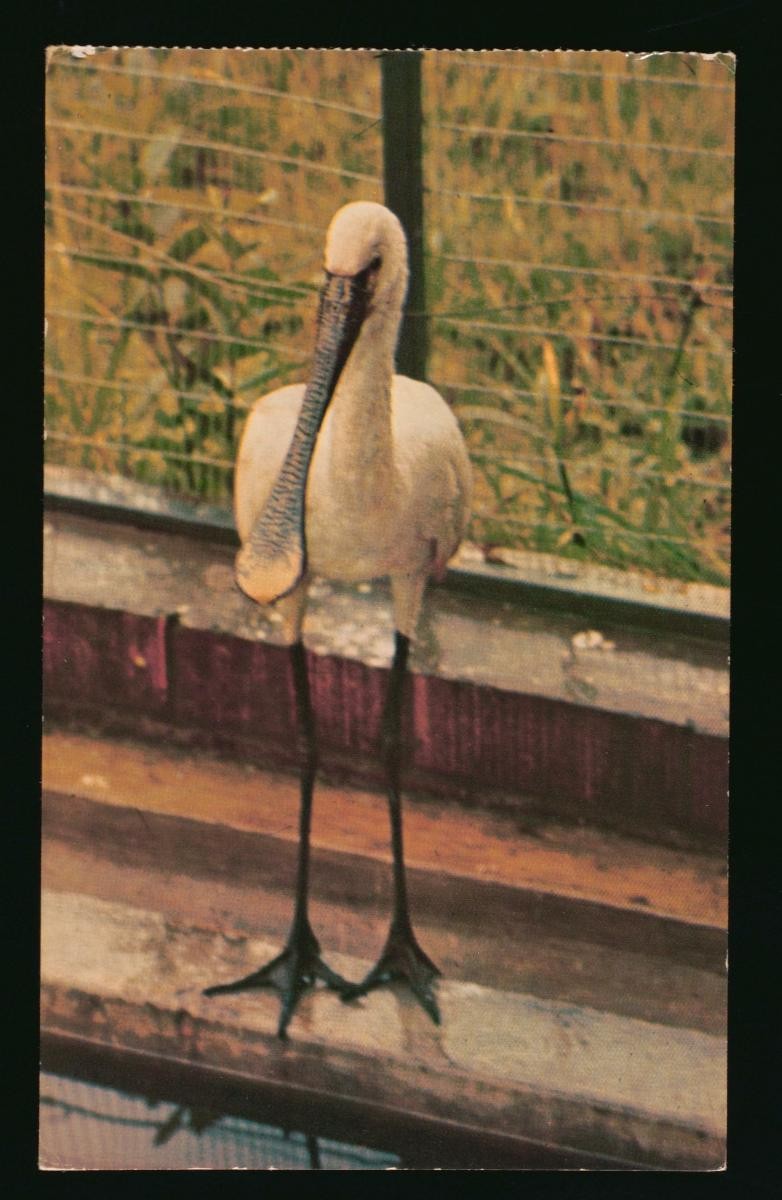 A Spoonbill at the Jurong Bird Park
