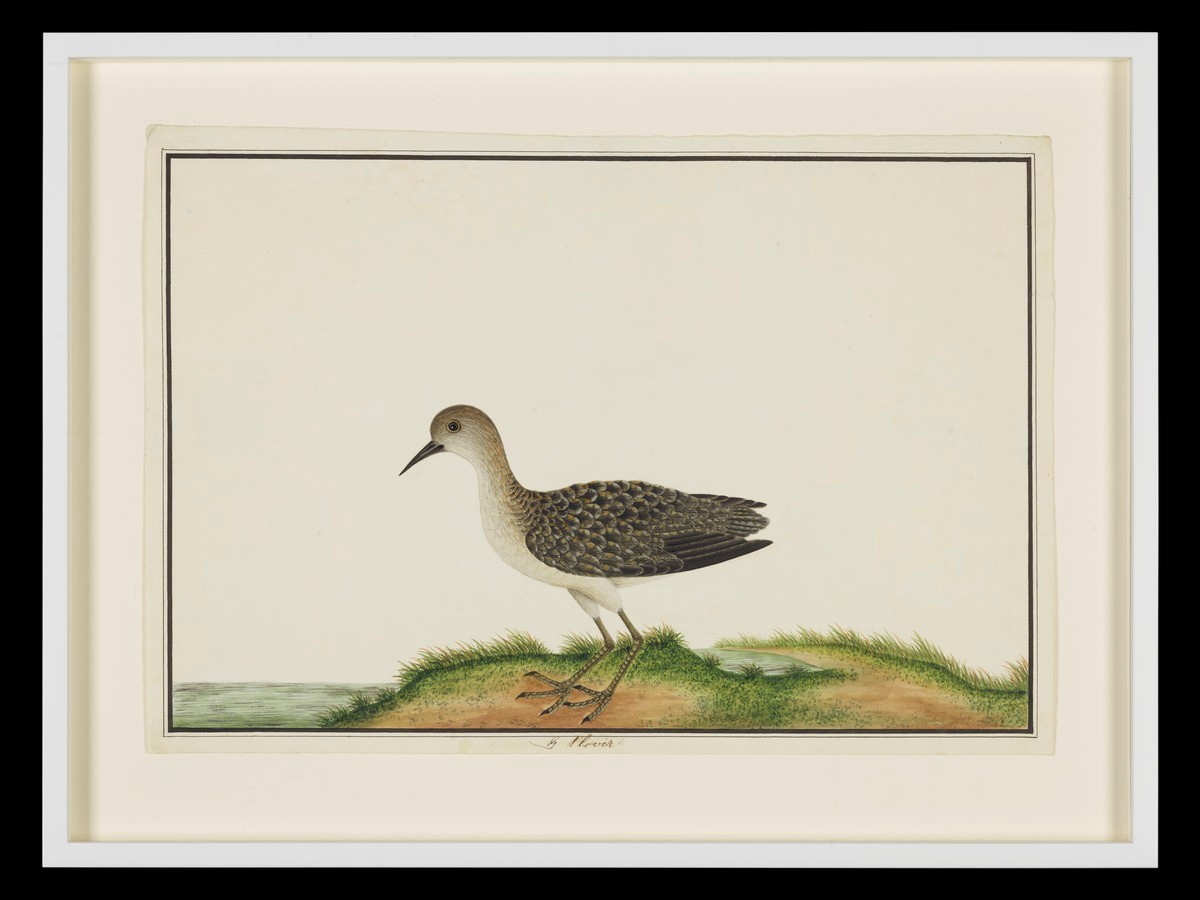 Grey Plover, William Farquhar Collection of Natural History Drawings
