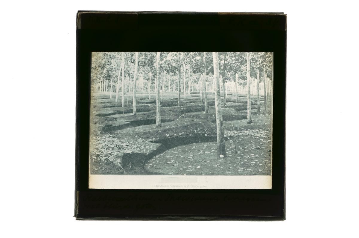 A glass lantern slide depicting a view of a plantation