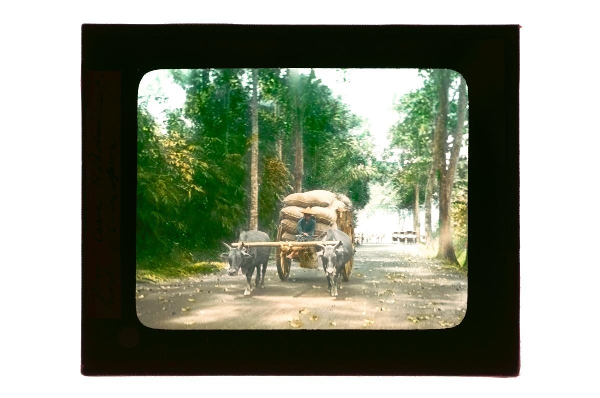 A glass lantern slide depicting a man on a bullock cart