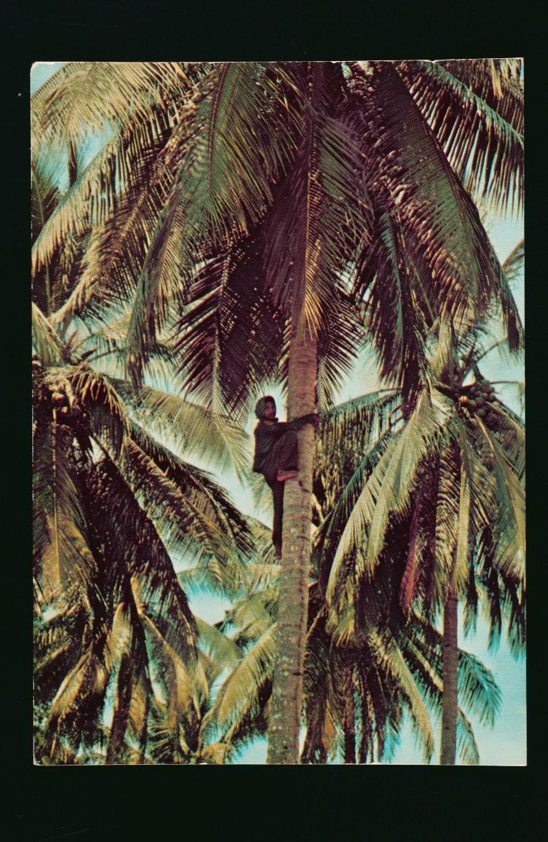 A coconut plucker in a coconut plantation at Changi
