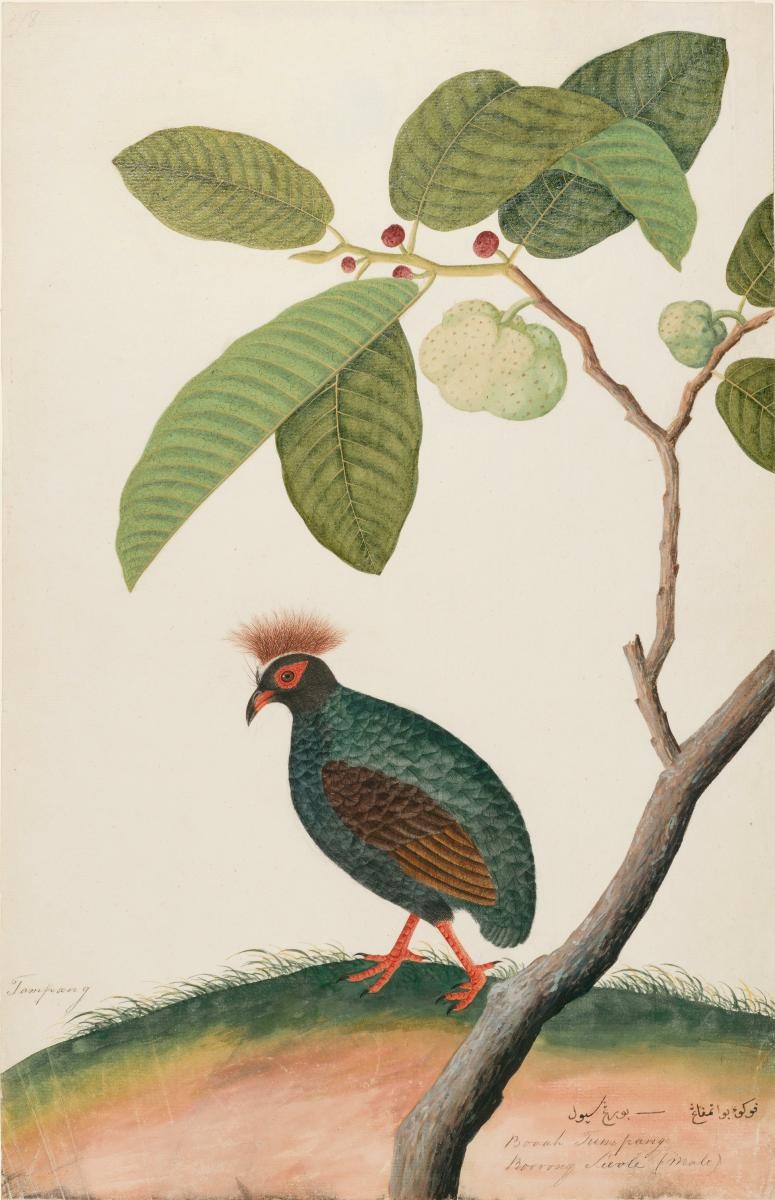 Crested Wood-Partridge and 'Tampang' Fruit, William Farquhar Collection of Natural History Drawings