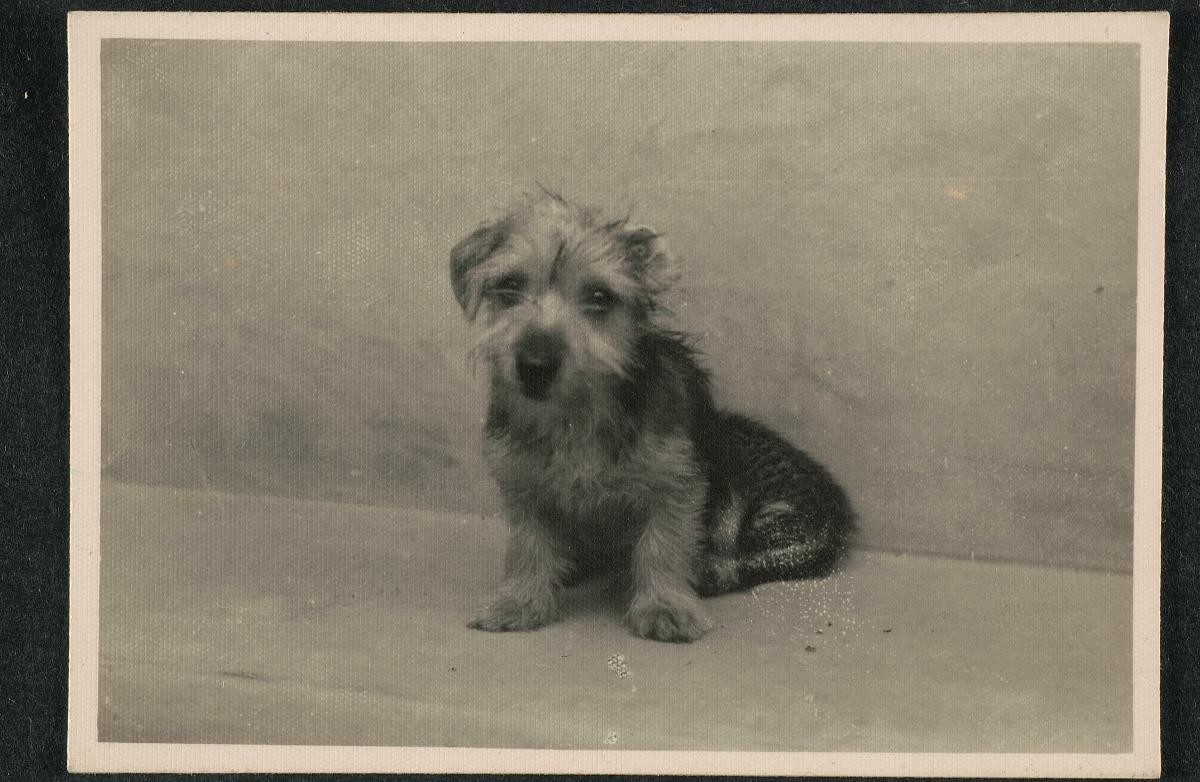 Pet dog of a British policeman posted to Singapore during the Malayan Emergency