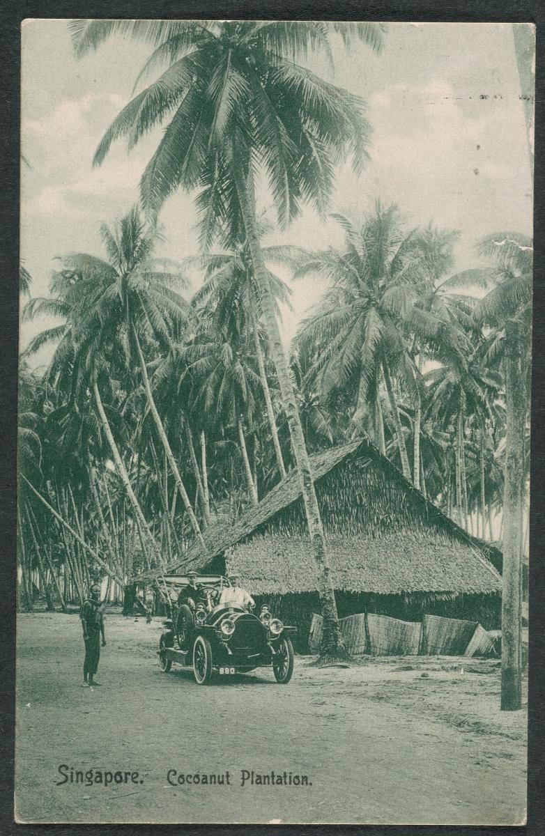 A coconut plantation