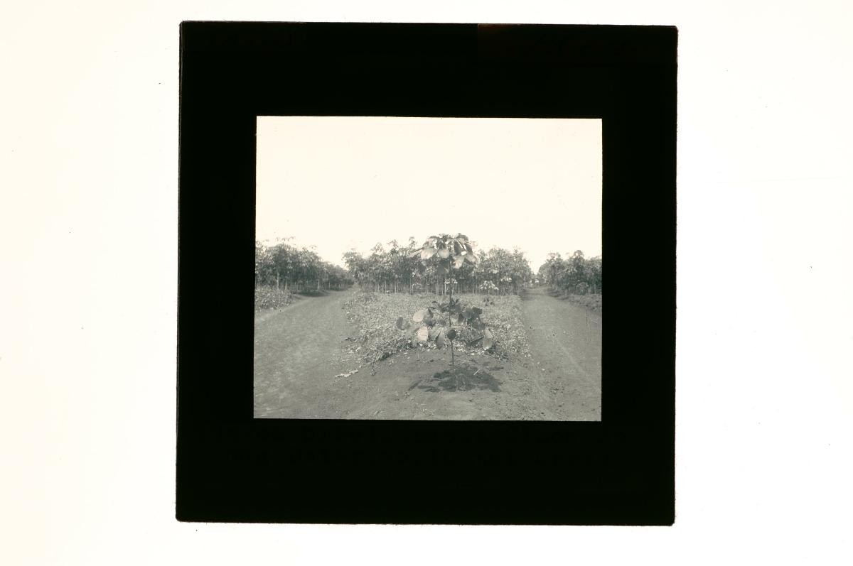 A glass lantern slide depicting a view of a plantation