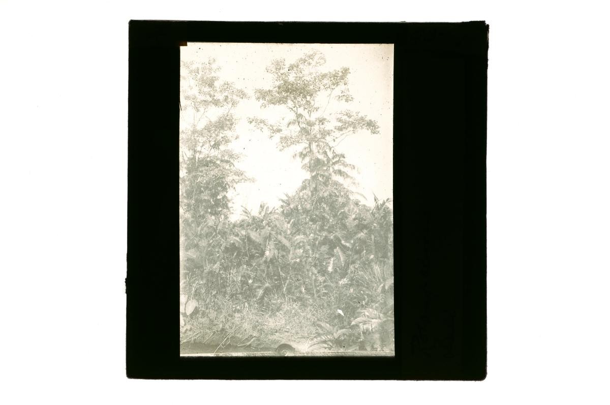 A glass lantern slide depicting a forest