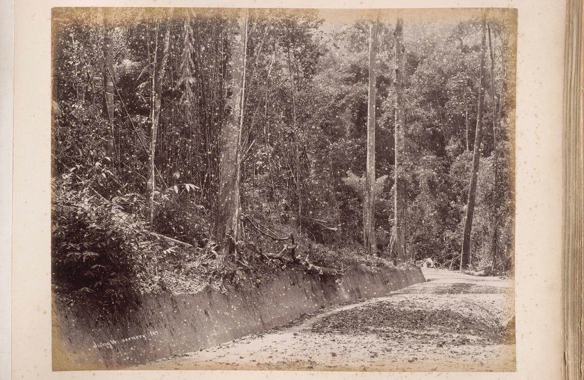 A jungle view