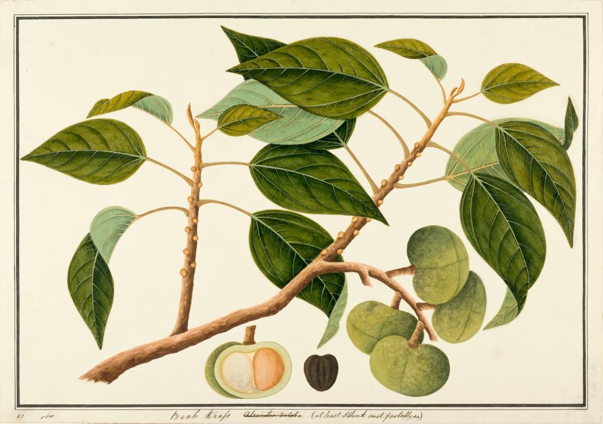 Candle Nut Tree, William Farquhar Collection of Natural History Drawings
