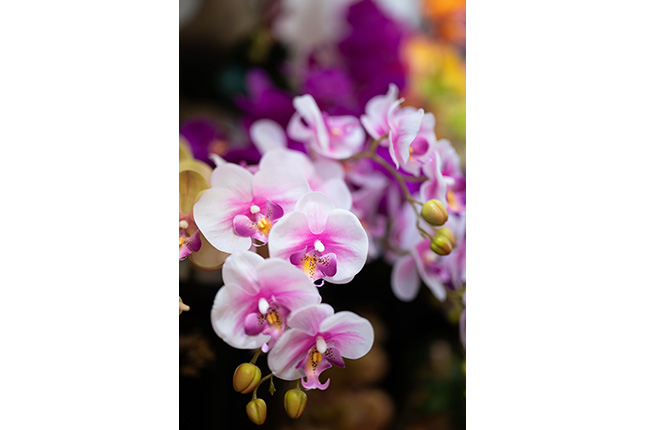 Product 1 of Ming Sing Flowers