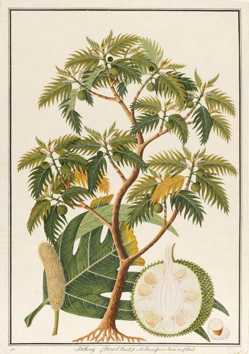 Breadnut tree, William Farquhar Collection of Natural History Drawings